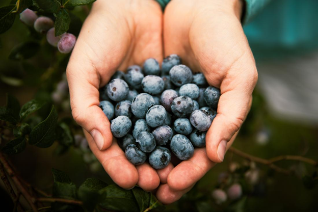 Blueberries for your better Health